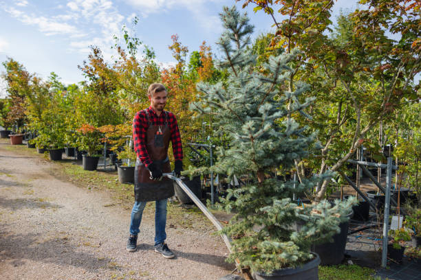 The Steps Involved in Our Tree Care Process in Ashland, NE